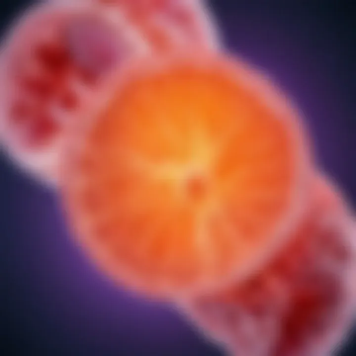 Visual of the impact of folate on fetal development