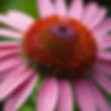 Close-up of Echinacea flower with vibrant colors