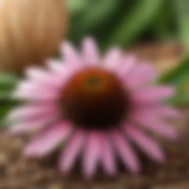 Echinacea root displayed on natural background