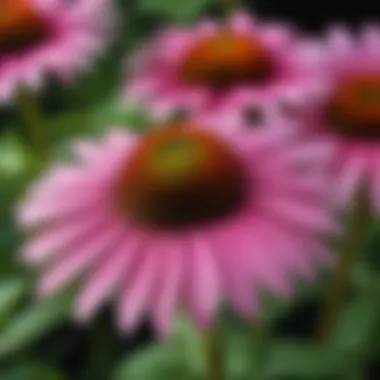 Illustration of vitamins found in Echinacea