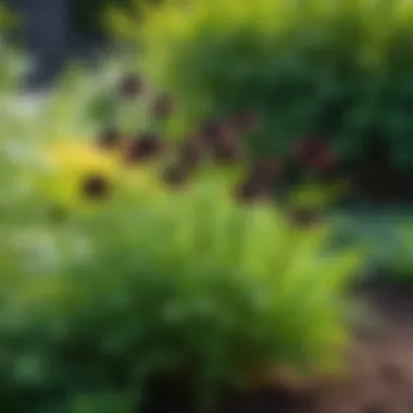 A vibrant garden showcasing healthy black cumin plants