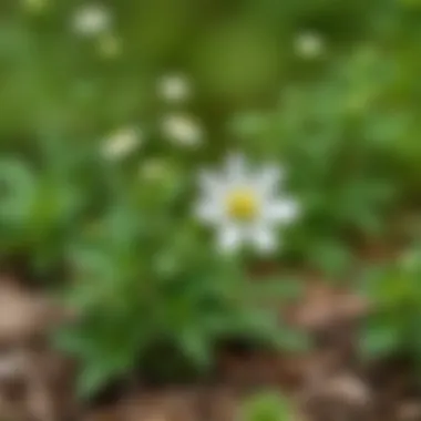 A serene landscape featuring white cinquefoil growing in its natural habitat