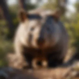 A close-up view of a wombat in its natural habitat, showcasing its unique features and fur texture.